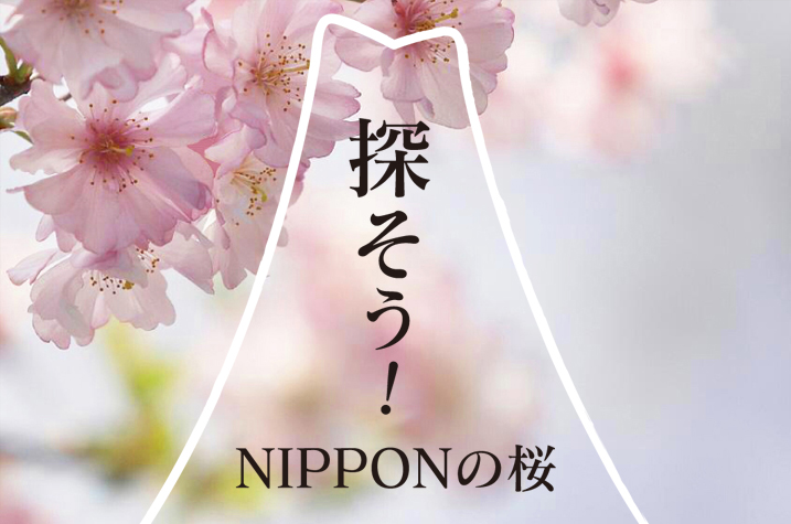 探そう！NIPPONの桜
