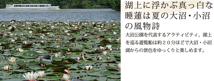 湖上に浮かぶ真っ白な睡蓮は夏の大沼・小沼の風物詩