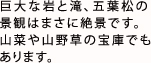 巨大な岩と滝、五葉松の景観はまさに絶景です。山菜や山野草の宝庫でもあります。
