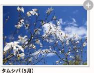 タムシバ（5月）