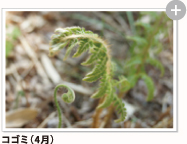 コゴミ（4月）