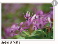 カタクリ（4月）