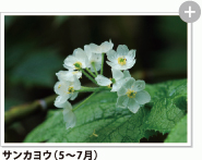 サンカヨウ（5～7月）