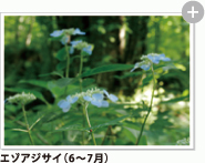 エゾアジサイ（6～7月）