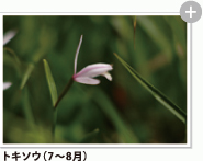 トキソウ（7～8月）