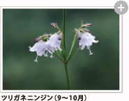 ツリガネニンジン（9～10月）