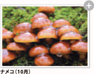 ナメコ（10月）
