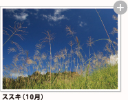 ススキ（10月）