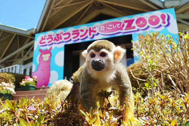 Dakkoshite (Hug me)! Petting Zoo!