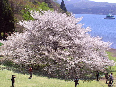 湖畔の一本桜