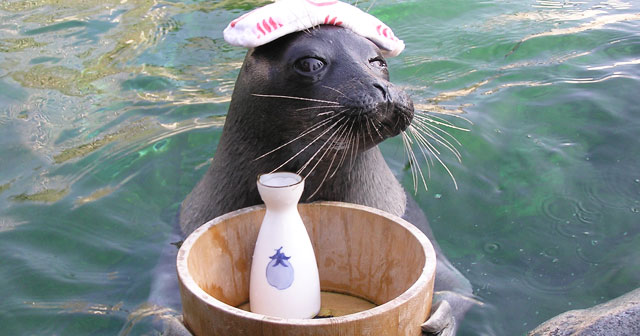 Baikal Seal Show