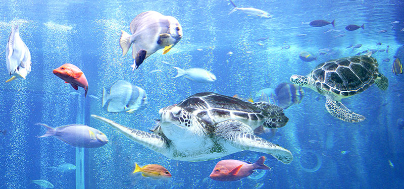 海水館 箱根園水族館