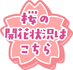 桜の開花状況