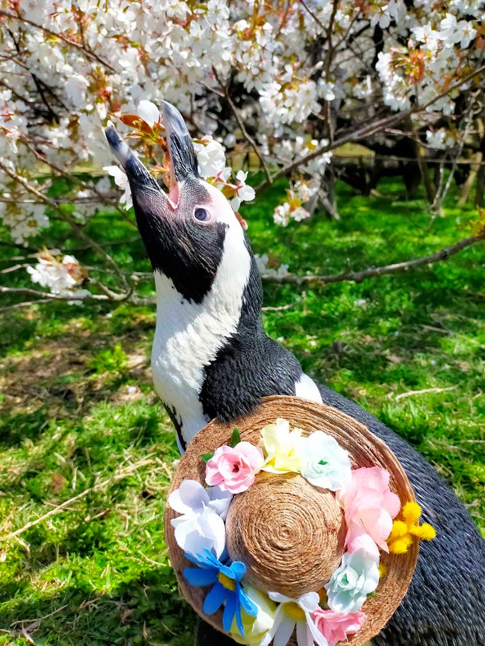 ケープペンギンの春散歩