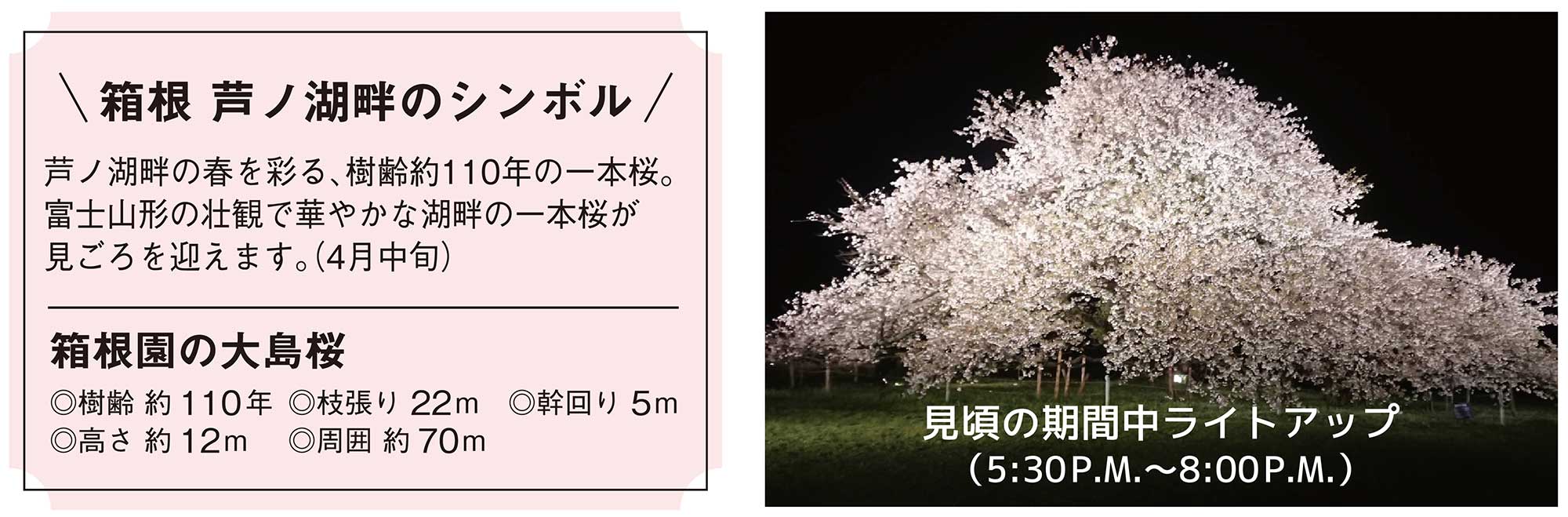 箱根園の大島桜