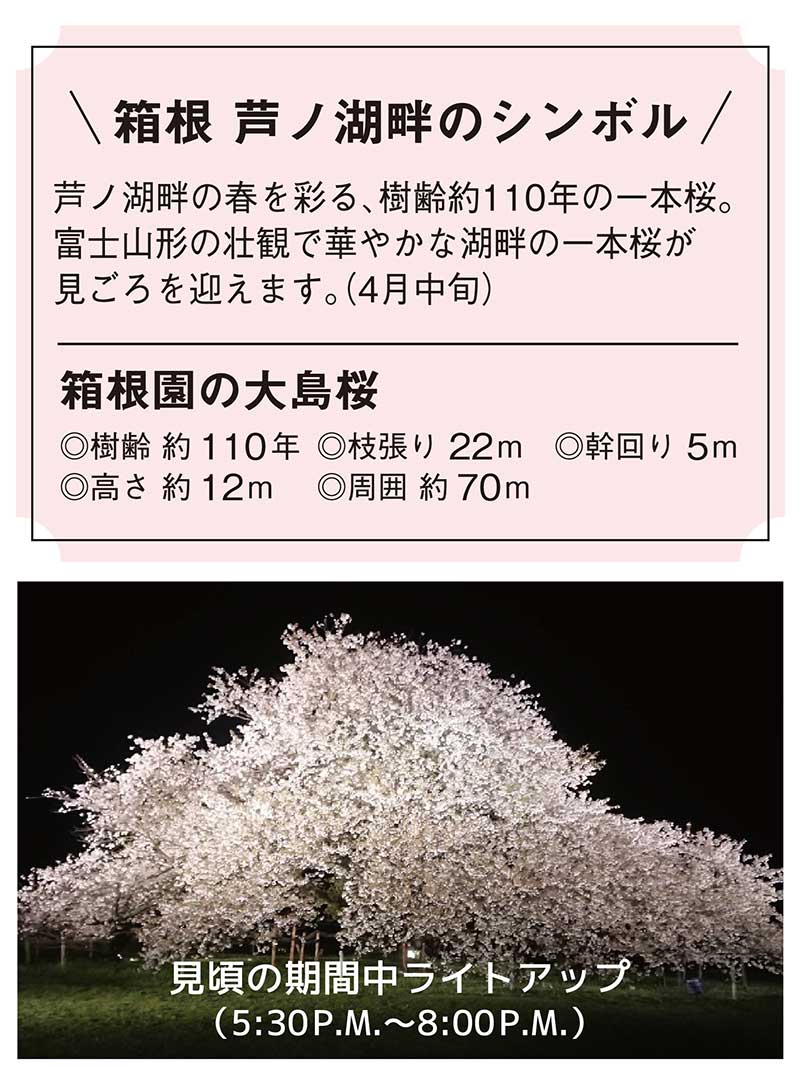 箱根園の大島桜