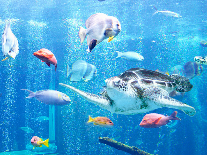 箱根園水族館