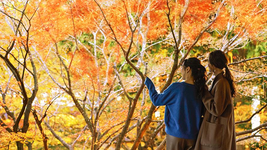 プリンスホテルで愉しむ、心やすらぐ秋の旅