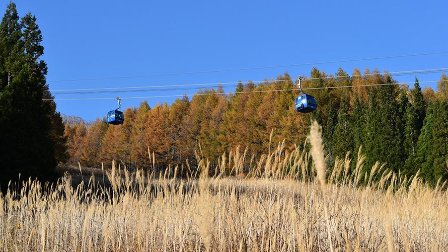 妙高 杉ノ原ゴンドラ紅葉営業