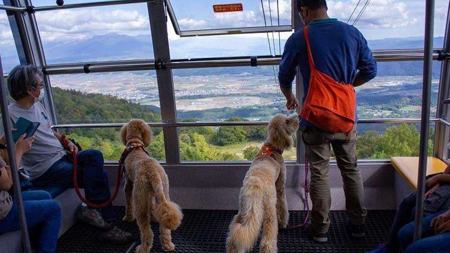 ワンちゃんと「絶景空中散歩」