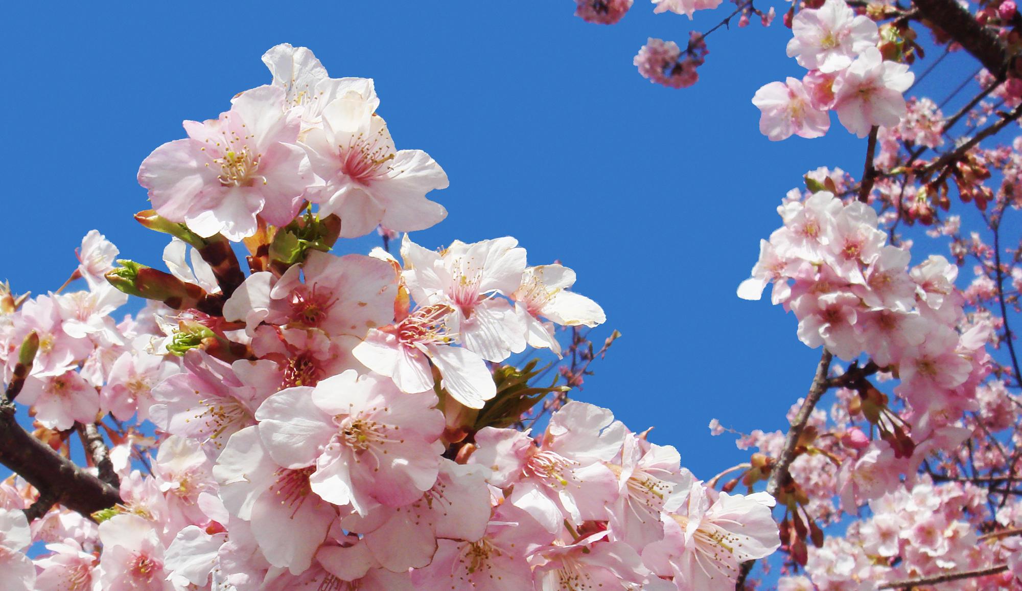 プリンスホテルズ＆リゾーツの春プラン