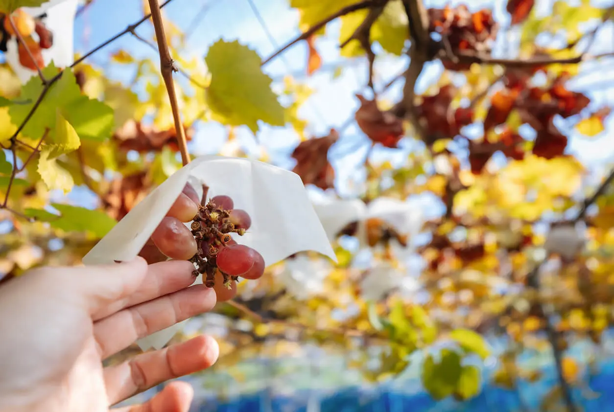 カタシモワイナリー（葡萄畑・街歩き）