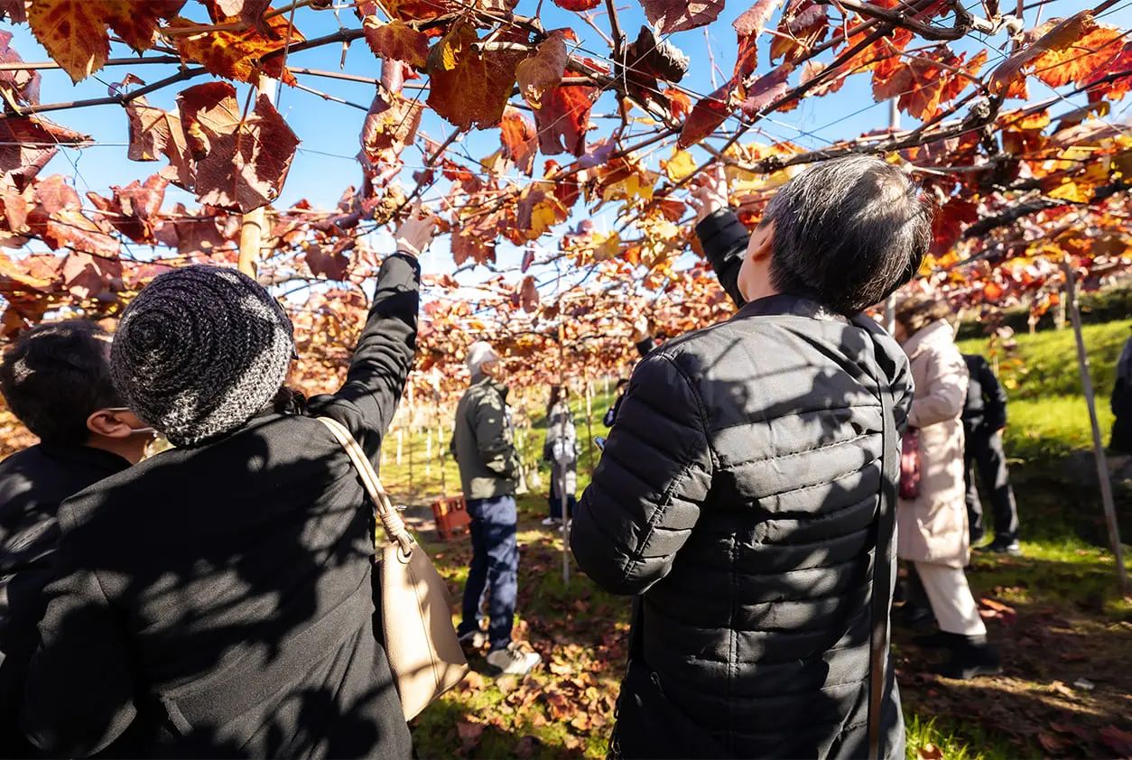 カタシモワイナリー（葡萄畑・街歩き）