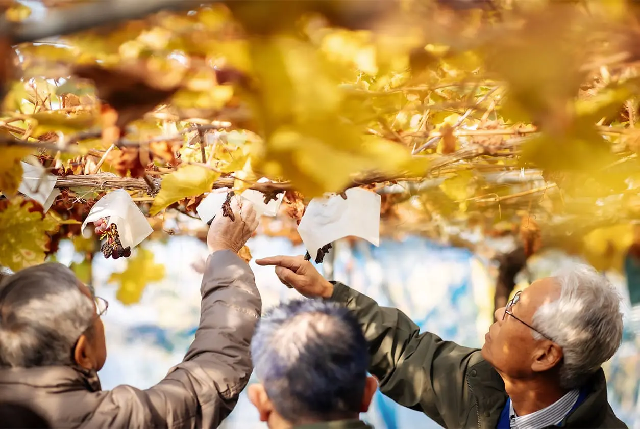 カタシモワイナリー（葡萄畑・街歩き）