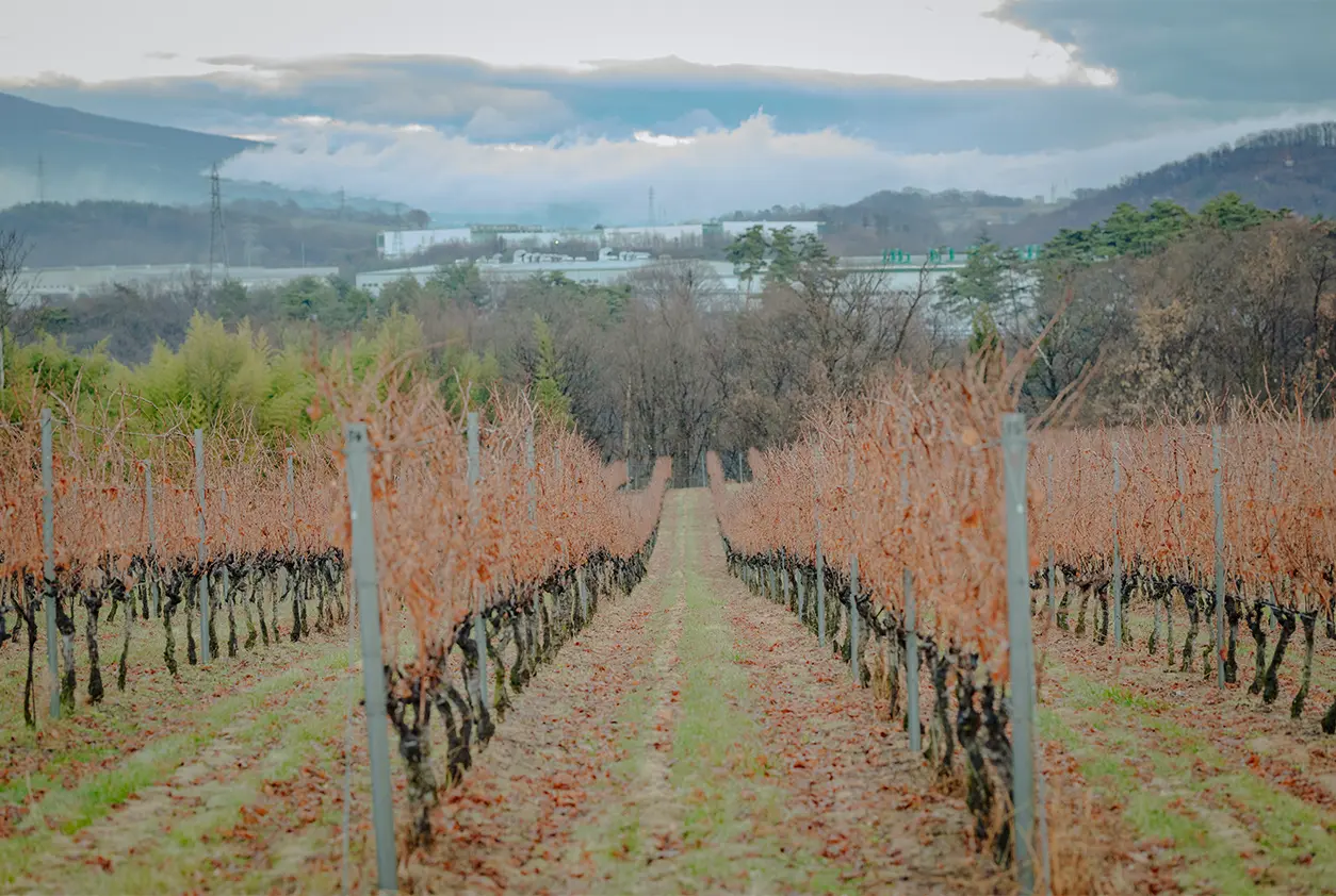 ソムリエと行くワイナリー見学＆特別体験