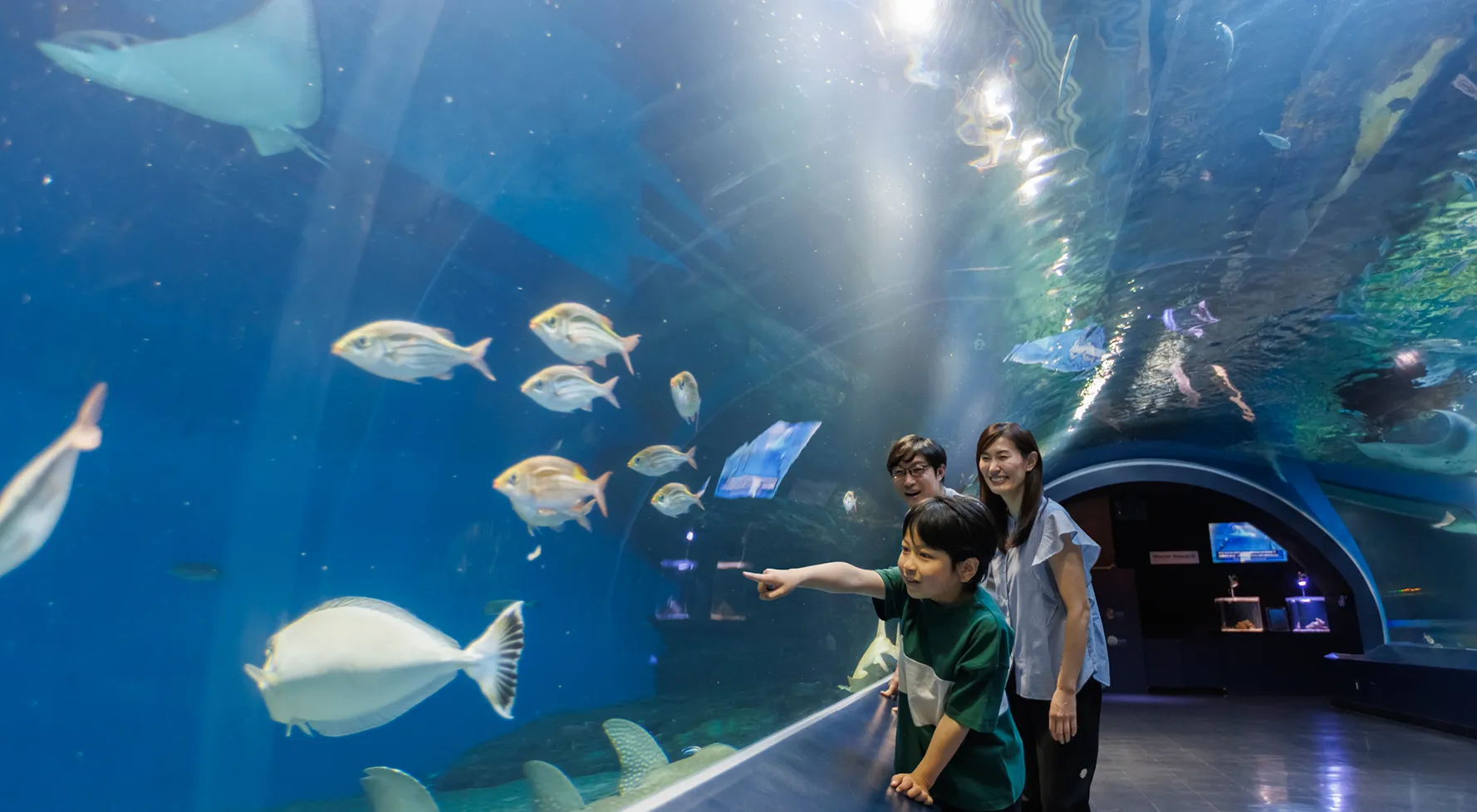 こどももおとなも夢中になる、光と音、映像が彩る幻想的な世界や迫力のイルカショー、ふれあい体験を