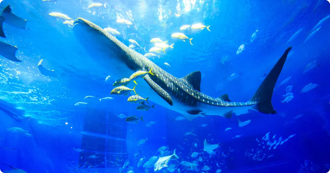 乗り物・体験・観光情報画像