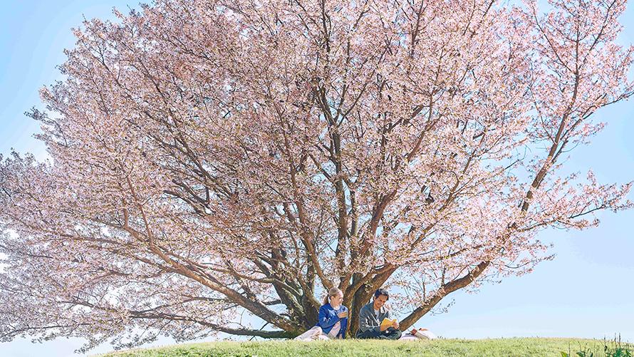 「お花見クルーズ」～世界が憧れる絶景コースで一足先にお花見気分～