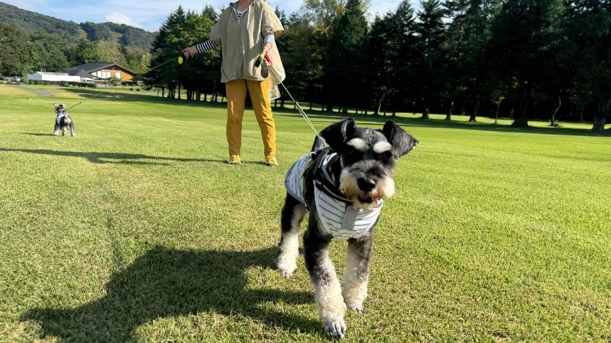 ワンちゃんさんぽ