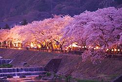桜まつりライトアップイメージ
