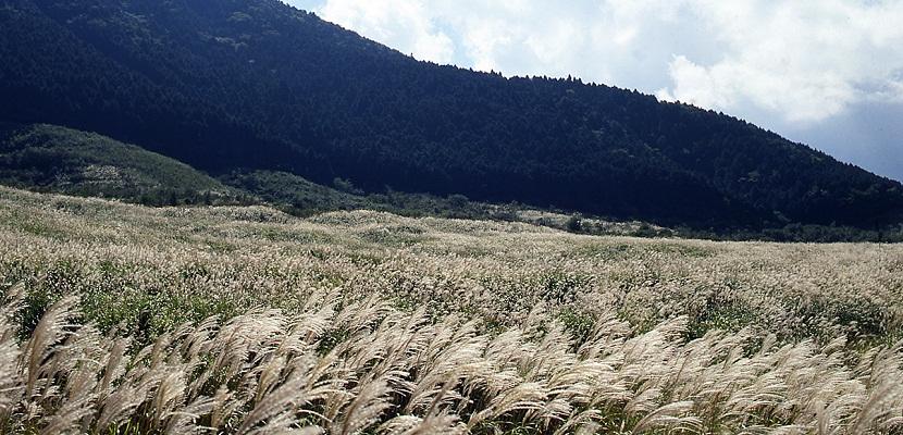 仙石原のすすき