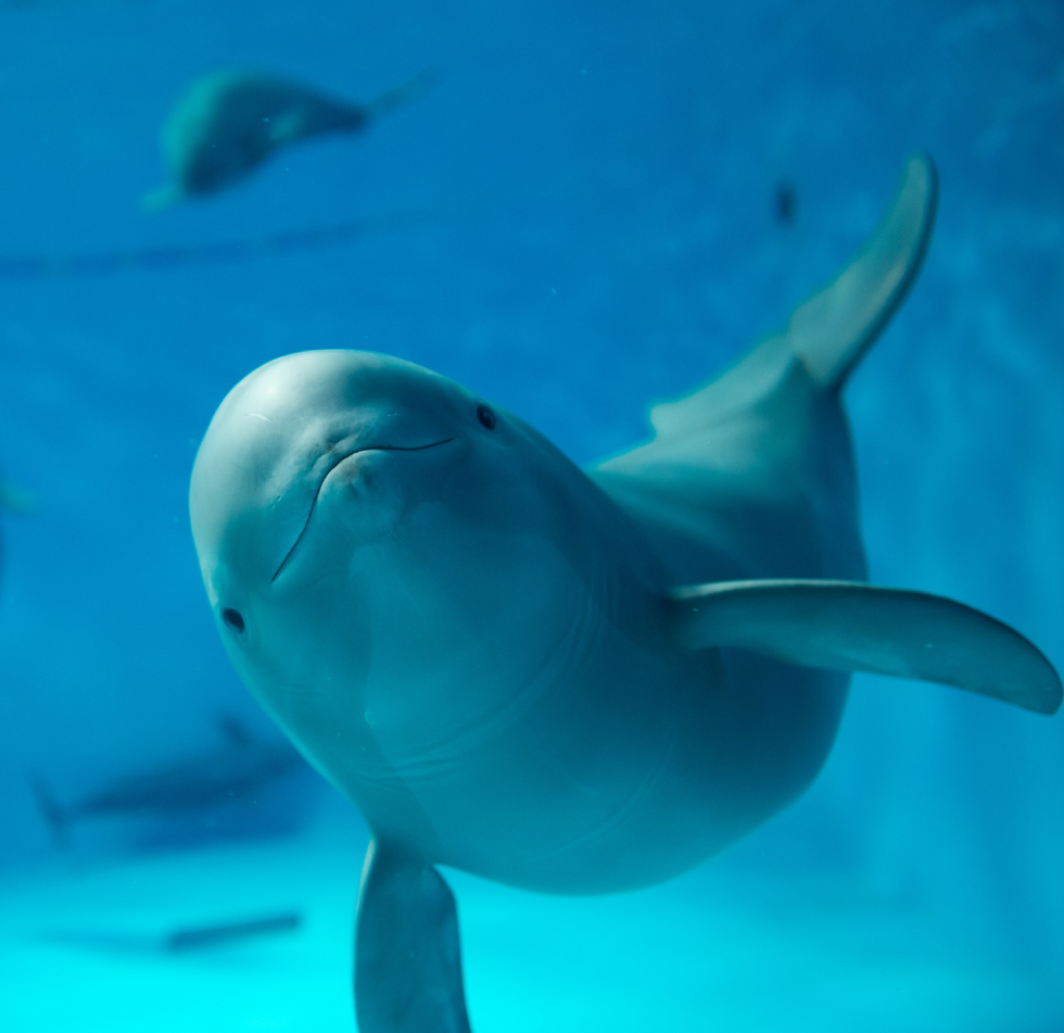 みやじマリン 宮島水族館