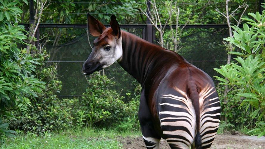 世界1周の動物旅行へ よこはま動物園ズーラシア入園引換券付き宿泊プラン 新横浜プリンスホテル