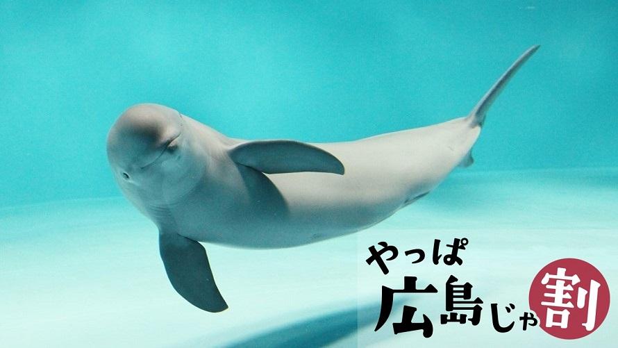 あん様 確認ページ イルカさん Beautifulyoubychristine Com