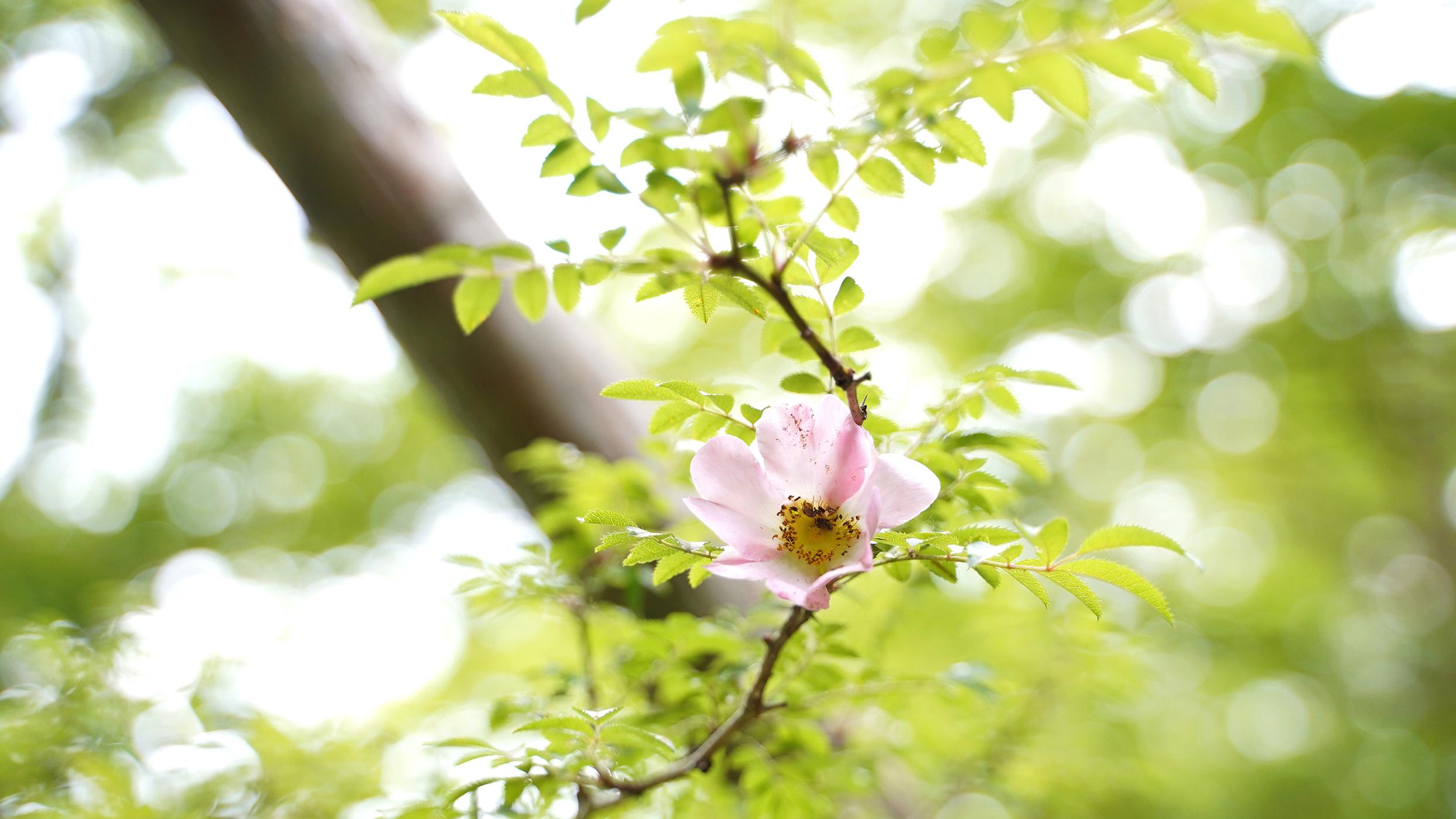 サンショウバラ