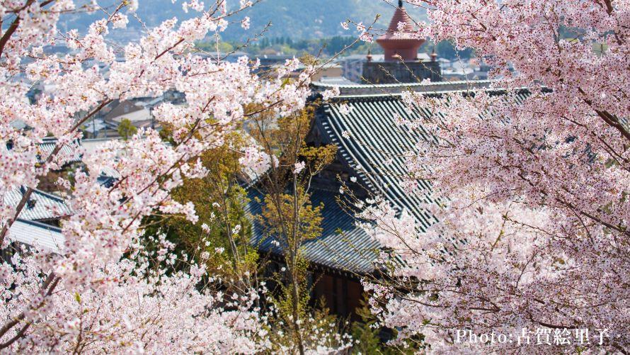 【ご宿泊者さま限定】一般非公開エリア探訪 “妙満寺の森 サクラ山”鑑賞ツアー