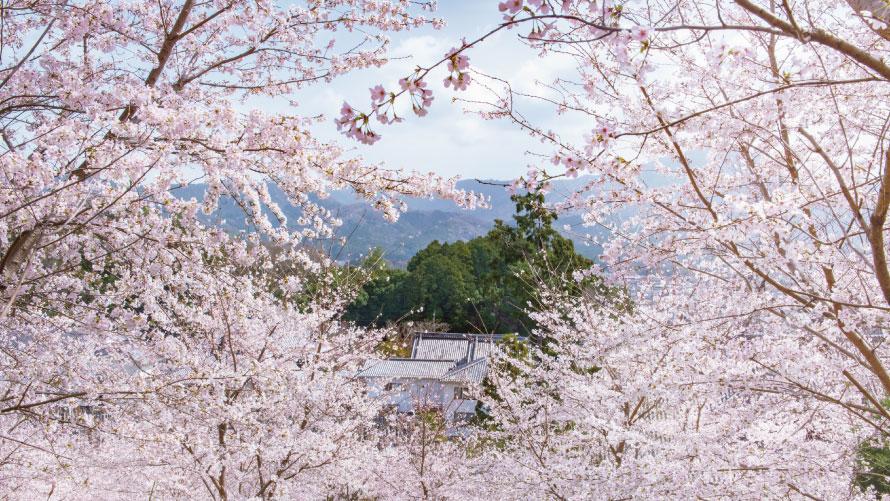 【ご宿泊者さま限定】一般非公開エリア探訪 “妙満寺の森 サクラ山”鑑賞ツアー