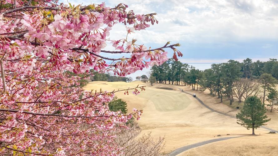 川奈ホテル 桜情報 川奈ホテル