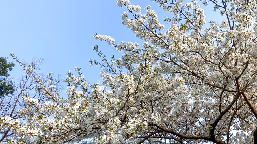 川奈ホテル 桜情報 川奈ホテル