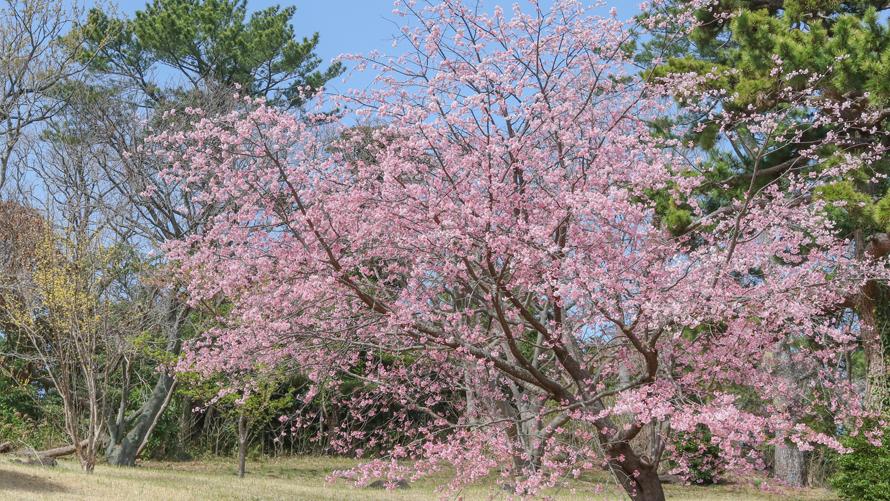 川奈ホテル 桜情報 川奈ホテル