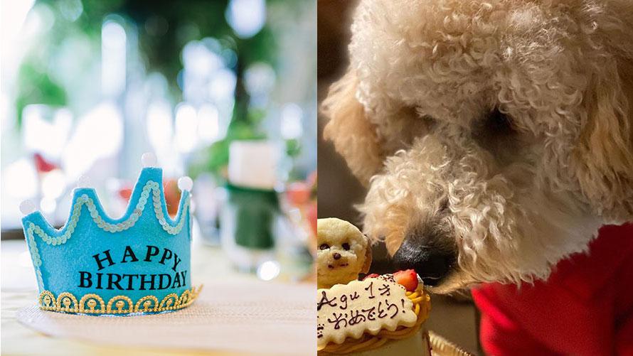 ワンちゃんの誕生日をお祝い バースデーケーキ付きプラン 軽井沢プリンスホテル イースト