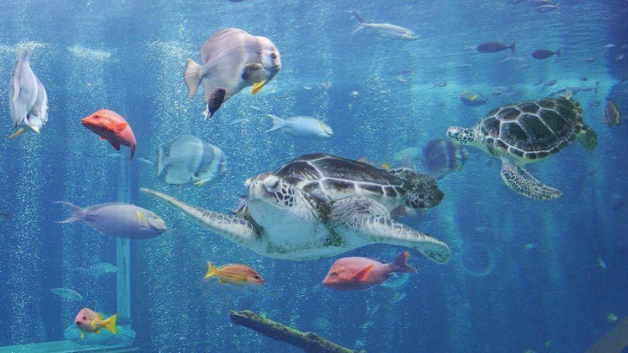 多種多様のお魚たちが生息する箱根園水族館の大水槽