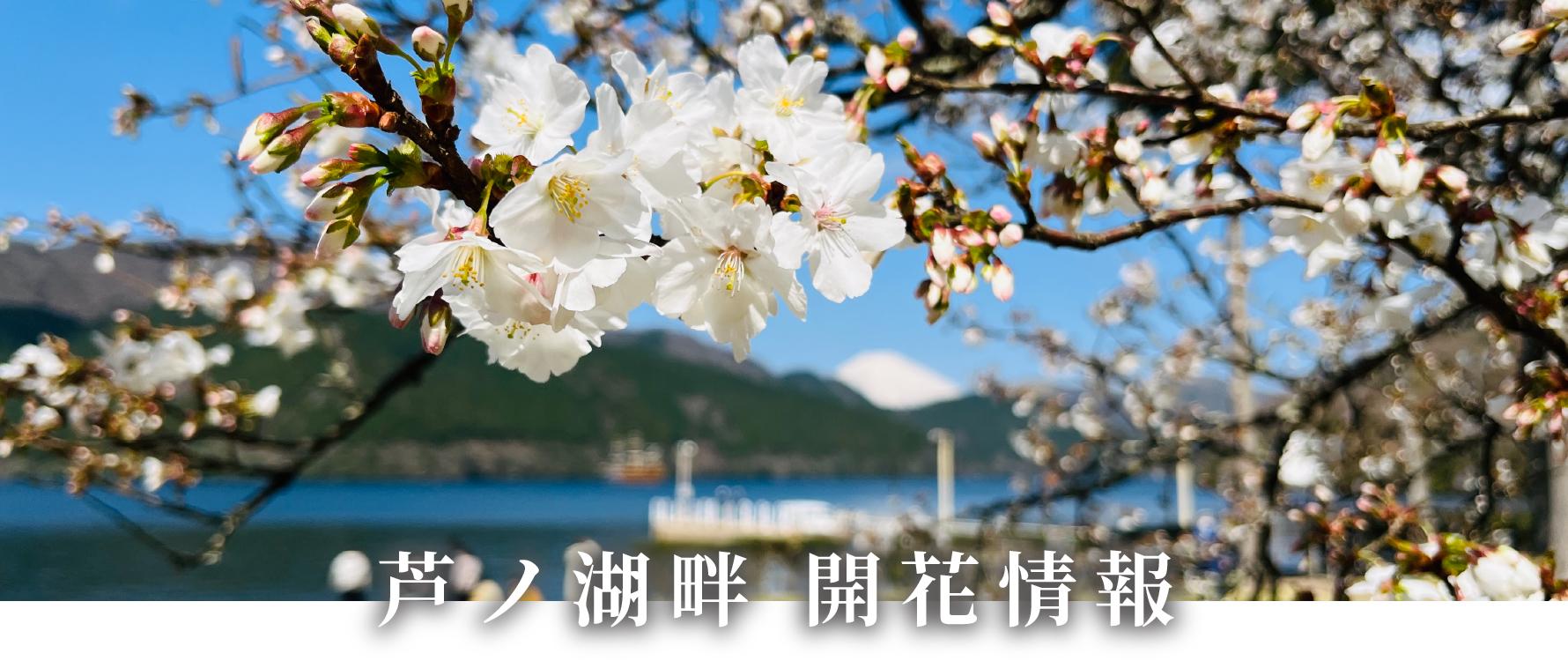 箱根, 芦ノ湖畔, 桜, さくら, サクラ, 開花情報