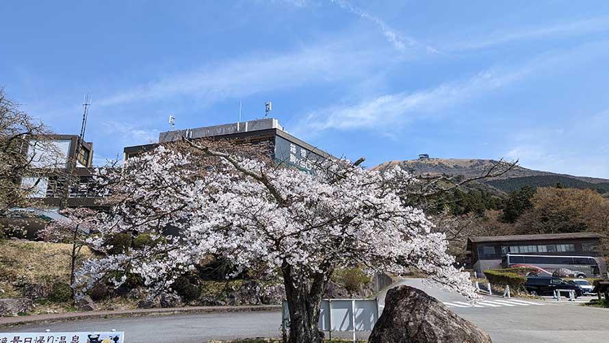 箱根園　桜