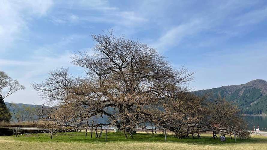 箱根園　桜