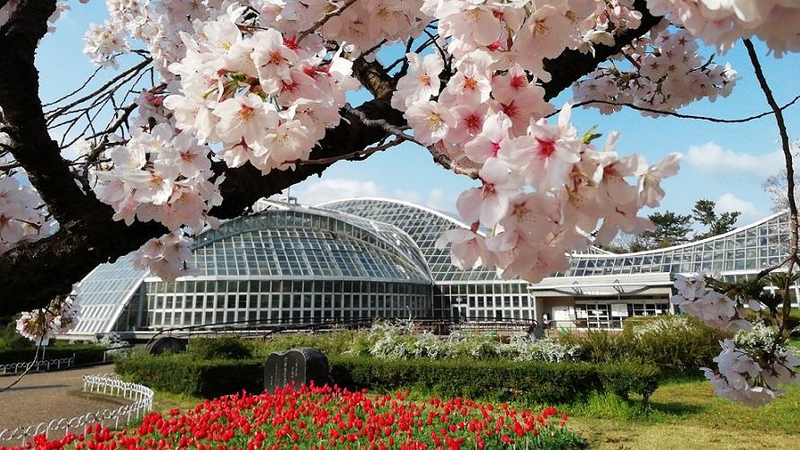 京都府立植物園入園チケット と陶板名画の庭入場券付き